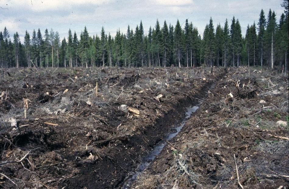 Vaala Hyrynpuro Muokkauskäsittelyt Ei muokkausta Konetallaus Laikutus