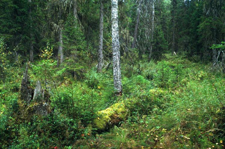 Luontainen uudistuminen erirakenteisissa metsissä Suometsät jo lähtökohtaisesti erirakenteisia - etenkin korpikuusikoissa - kuusialikasvokset männiköissä ja