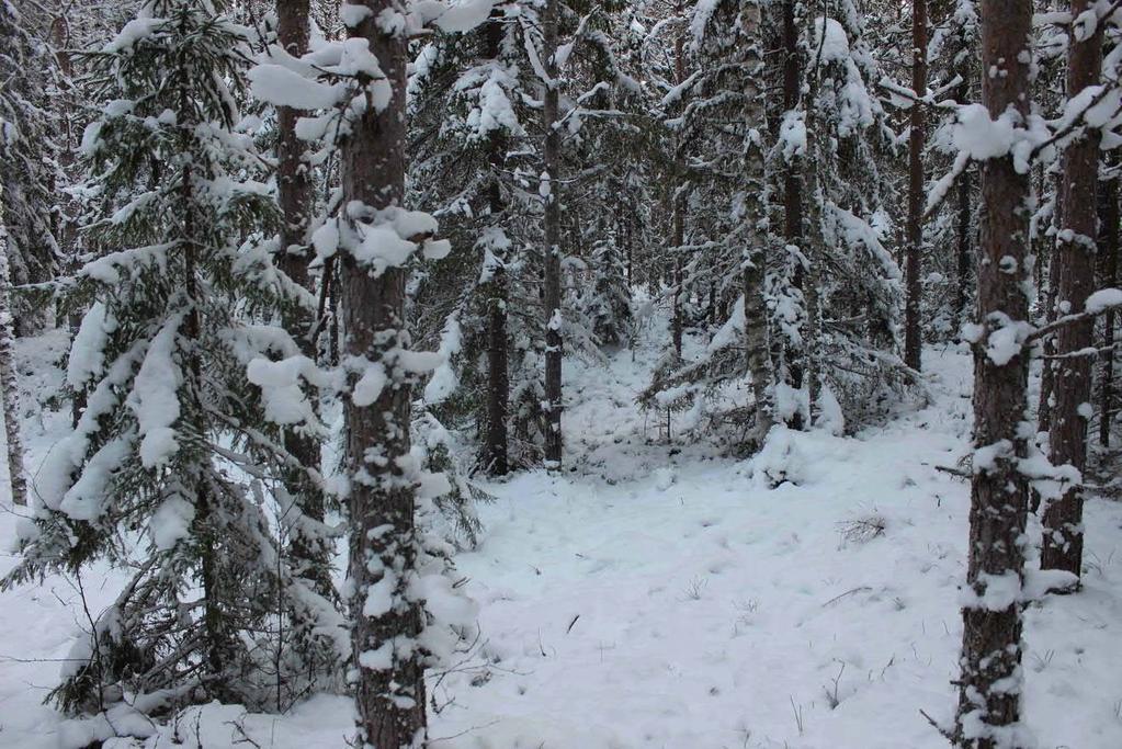 7 Kuva 4. Aluetta 2 punaisella rajauksella (kuva 2). Haapoja, joiden korkeus 7-12 m ja rungon läpimitta rinnan korkeudella 12 16 cm. Joukossa nuoria kuusia.