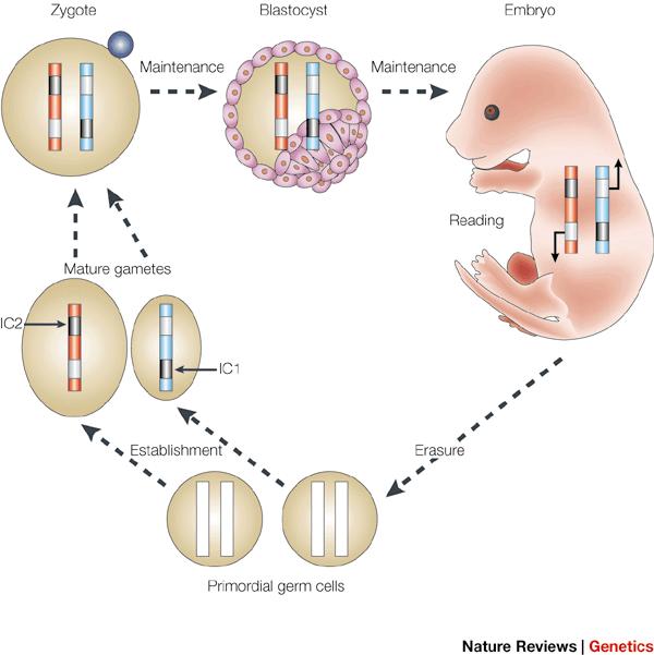 Geneettisen leimautumisen sukupolvikierto zygootti Ylläpito Blastokysta Ylläpito Alkio Alkionkehityksen aikana sukusolujen esiasteissa genomista pyyhitään vanhemmilta periytyneet leimautumiskuviot