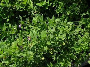 lajikkeita Monipuolisia