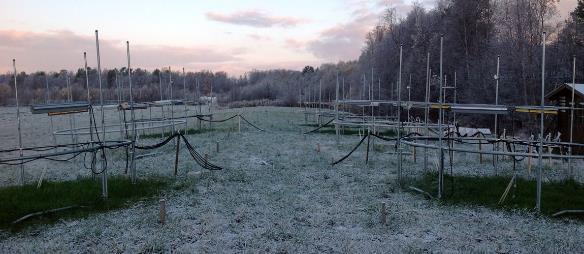 Koe, jossa 3 C lämpeneminen