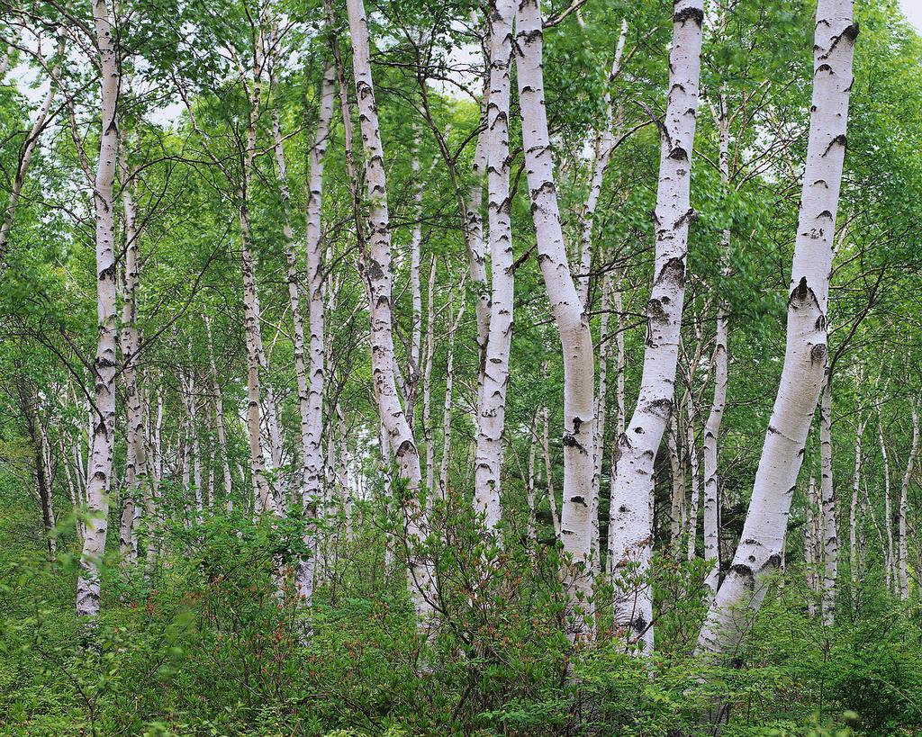 sertifikaatit sääntely ohjaa metsätaloutta