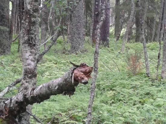 Vesilinnustoa ei näyttänyt olevan ranta-alueella. Hydrologia, geomorfologia ja maisema: Alue on topografialtaan tasaisesti ja loivasti kohti rantaa viettävää etenkin alueen keskiosista.