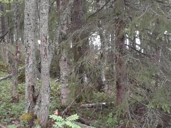 Erityisiä geomorfologisia muodostumia ei ole. Vanha laidunalue viittaa ehkä lajittuneeseen maaperään. Kiveä on kuitenkin runsaasti osaalueen eteläosassa. Kuvat 9abcd.