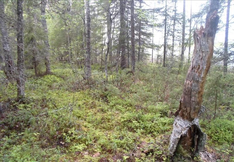 Myös koivua on sekapuuna. Kun edelleen kuljetaan kohti olemassa olevaa lomaasutusta, säilyy kuusi valtapuuna ja metsäkasvillisuuden puolesta aluetta voidaan luonnehtia tuoreeksi kankaaksi.