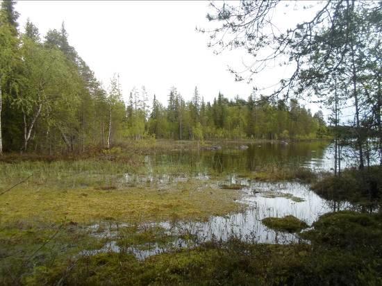 Linnusto ja eläimistö: Alueen vesilinnustosta mainittakoon Vääkkäänlahdella uiskennellut tukkakoskelopari.