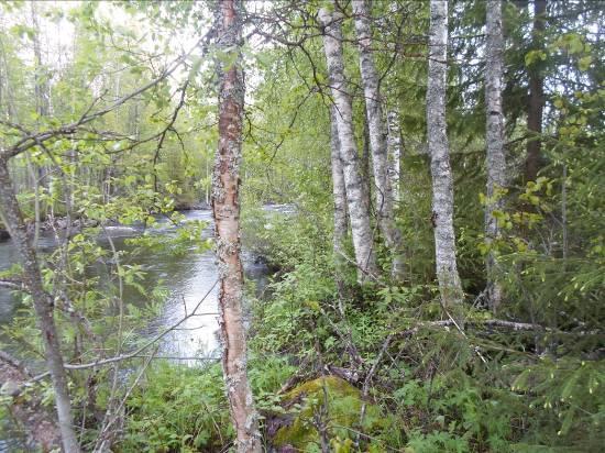 Useimmat lajit havaittiin kapealla kookasta sekapuuta kasvavalla rantavyöhykkeellä, joskin tiaisia ja peippoja esiintyi myös taustan taimikkoalueella. Sepelkyyhyn ääntelyä myös kuului.