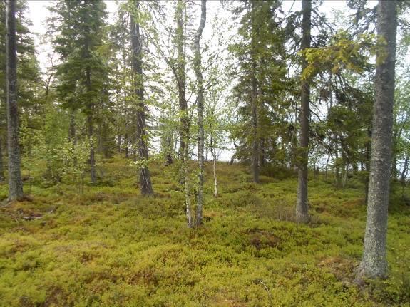 kuvat 14 alla), säilyy rannassa edelleen kapea mänty-kuusi sekapuustoa kasvava vyöhyke, jonka leveys on noin 10-15 m. Koivua on myös jonkin verran. Kenttäkerros on pääosin mustikkaa.