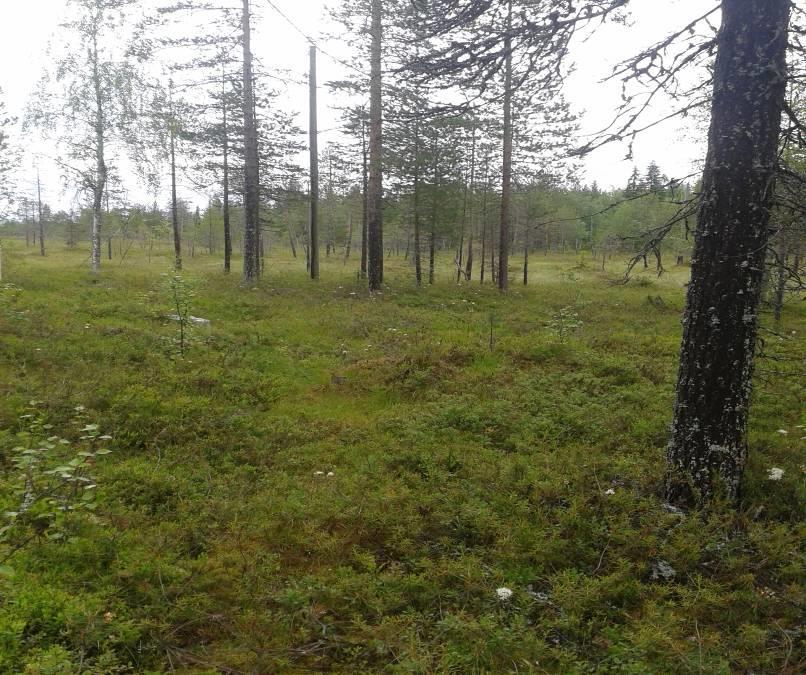 5 Solidago virgaurea, kultapiisku 1 Deschampsia flexuosa, metsälauha 1-2 Luzula pilosa, kevätiippo 1 Kun rantaviiva kaartuu kohti itää, muuttuu taimikko nuoreksi sekapuustoksi.