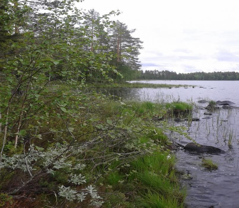 6 Empetrum nigrum, variksenmarja 3-4 Rubus chanaemorus, lakka 1 Linnaea borealis vanamo 1 Calluna vulgaris, kanerva 1-2 Juncus filiformis jouhivihvilä 1-2 Maianthemum bifolium oravanmarja 1-2