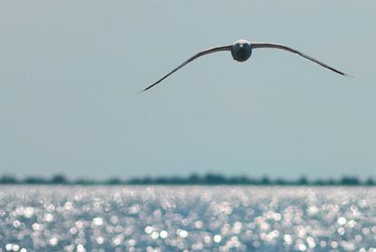 kartta saatiinkin atlaksen alussa jo hyvälle mallille, mutta huuhkajan, varpuspöllön ja lapinpöllön osalta parannettavaa olisi vielä paljon.