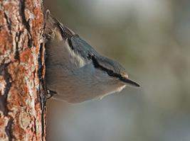 Mustarastas: Peräti 26 talvihavaintoa jakautuivat kunnittain: K 16, T 9, Km 1. Havainnot jakautuivat ajallisesti epätyypillisesti: XII: 7, I: 12, II:7.