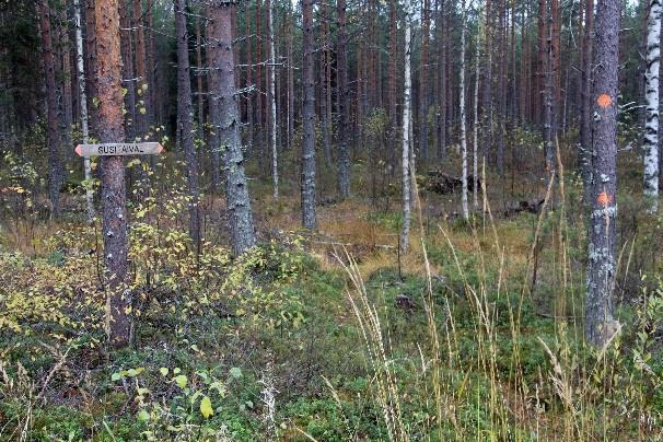 metsäautotiellä 20m päässä on