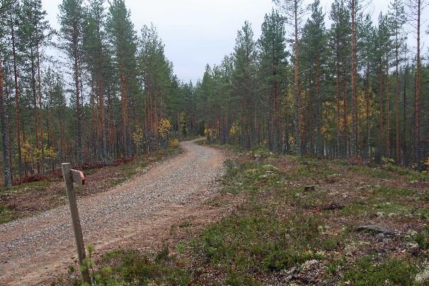 Tullaan metsäautotielle, jota kuljetaan pari