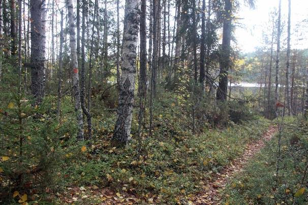 Eteenpäin polku jatkuu joko särkän lakea tai rantaa pitkin