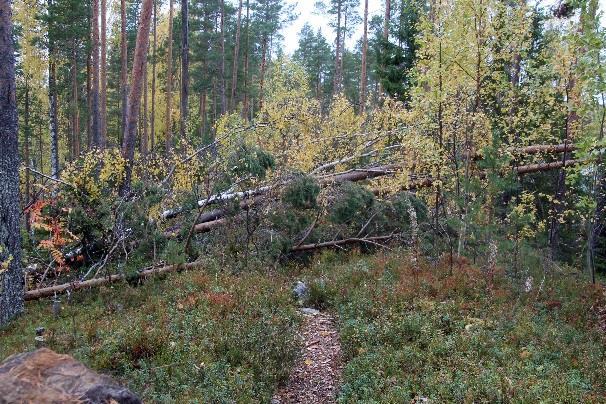 Pysyttävä särkän laella välittämättä alas