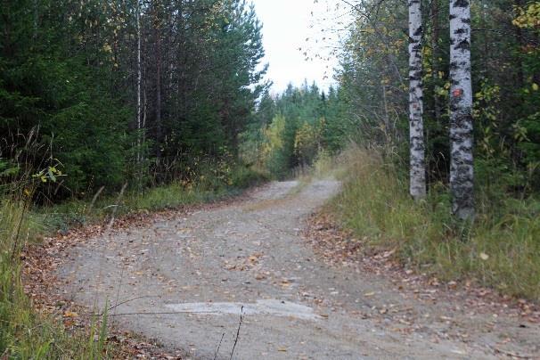 Harjulta laskeudutaan hakkuun viertä.