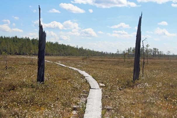 Pian metsä loppuu, alkavat pitkokset ja yhä