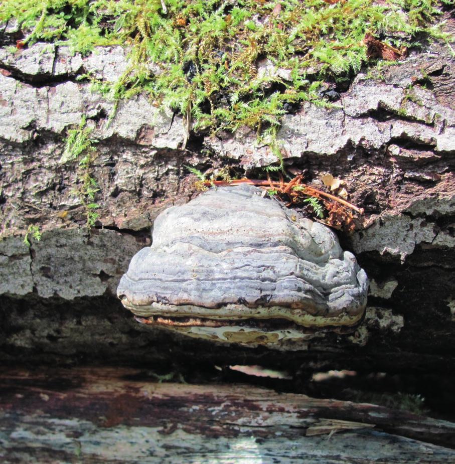 Porin metsä ja urheilukeskus Porin metsä on vanha kaupunkilaisten yhteislaidun, jota kehitettiin sotien jälkeen virkistysalueeksi.