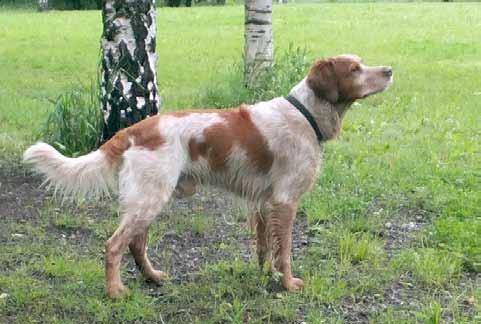 MAJANIEMEN HAZZEL KODA FI43938/10 synt: 29.6.
