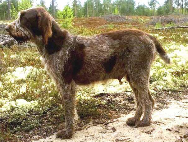 SPINONE - NARTUT Assia di Cascina Croce FI19