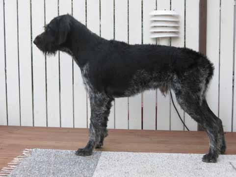 KITIREMUN FRODO FI36793/12 synt: 24.5.