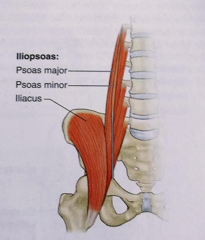 21 maximus, m. gluteus minimus ja m. gluteus medius. (Wilmerding & Krasnow 2011, 3).