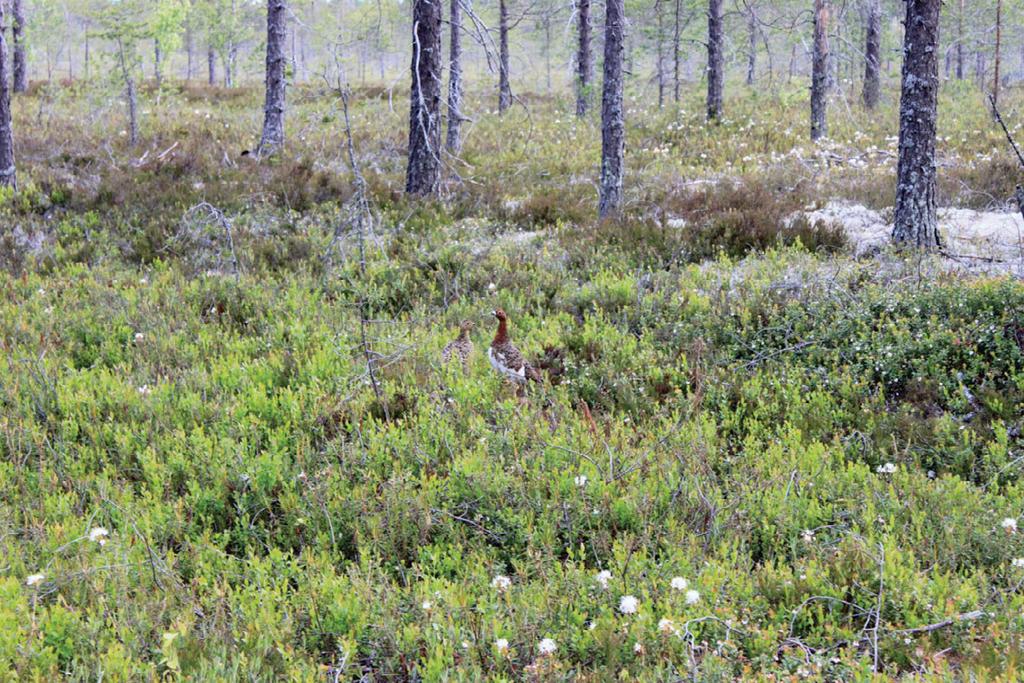 12 Kuva 4. Riekkopari tyypillisessä elinympäristössään. 5. Pöllöreviirien kartoitukset 5.