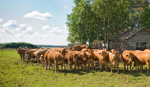 LIMOUSIN-NAUTAA LAIDUNTAMASSA Snellman solmi vuoden 2011 aikana ainutlaatuisen yhteistyösopimuksen