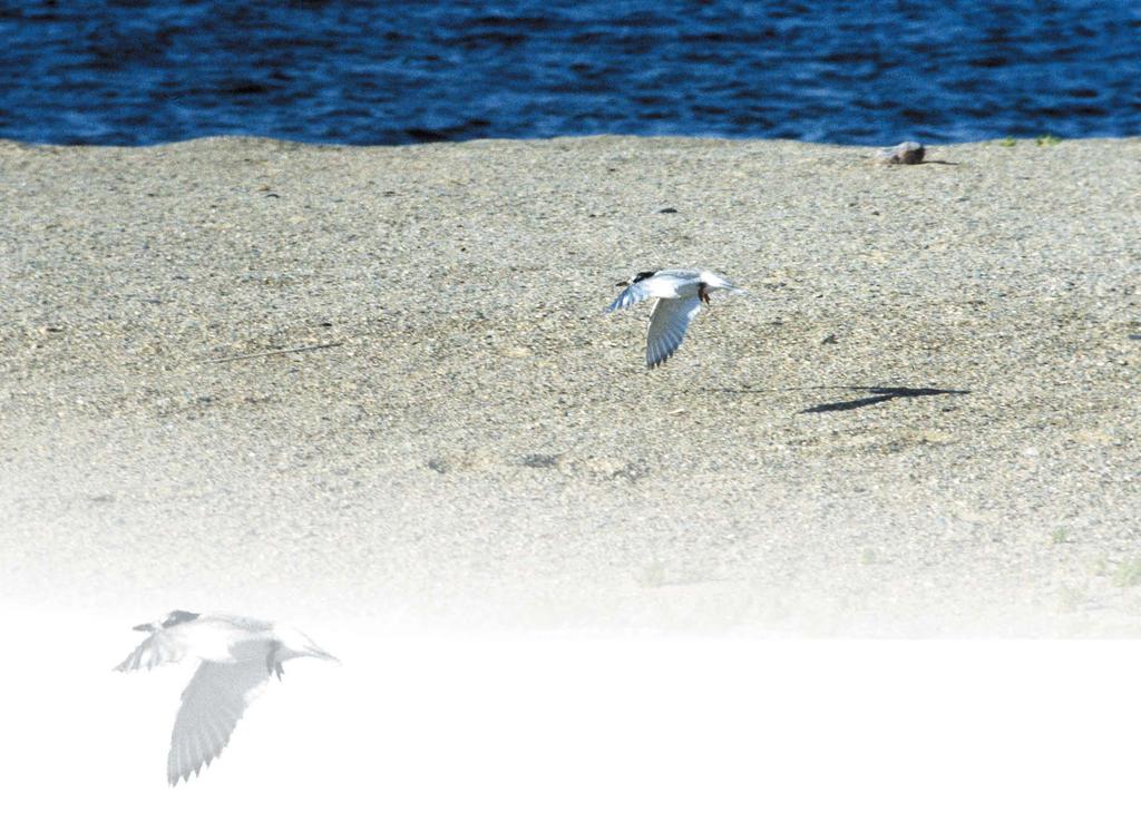 Kuva Tuukka Pahtamaa Tavoitteena vesien hyvä tila Vesienhoidolle ja suojelulle on tulossa yhtenäiset tavoitteet EU:n jäsenmaissa.