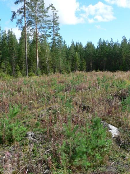 Laatu ja laadunhallinta Männyn kylvö ja maalaji Jos kohteen pääasiallisin maalajite on hienoa, routivaa maata, ei kylvöllä ole onnistumisen edellytyksiä kylvömenetelmästä ja kasvupaikasta riippumatta.