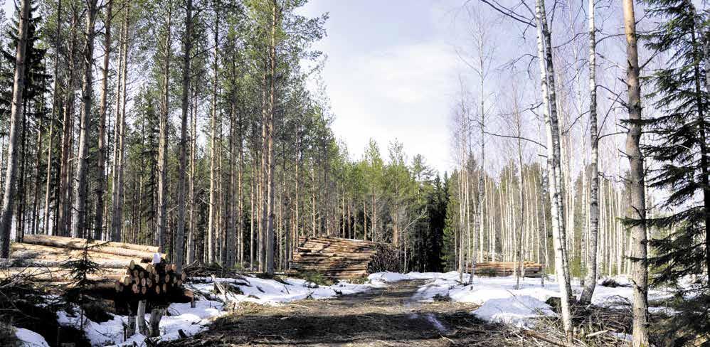 10 MetsänOmistaja 2/2017 METSÄNOMISTUKSEN RAKENNE MUUTTUMASSA Megatrendejä metsätaloudessa Kuva: Lisbeth Bäck MMetsätaloudessa ja metsänomistuksessa on ollut jo vuosikymmenten ajan nähtävissä