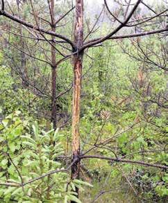 4 MetsänOmistaja 2/2017 Hirvivahingot arviointi ja korvaus Yli 75 prosenttia neulasmassasta on syöty. Katkenneet latvat ja syömistä. Latva katkennut ylimmän oksakiehkuran alapuolelta. Kuorivaurio.