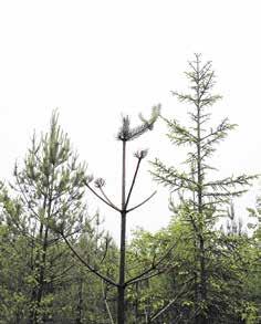 Suomen metsäkeskuksen rahoituksen ja tarkastuksen asiantuntija Martin Sjölind kertoo, että kevään ja kesän aikana on tullut aika paljon ilmoituksia hirvivahingoista.