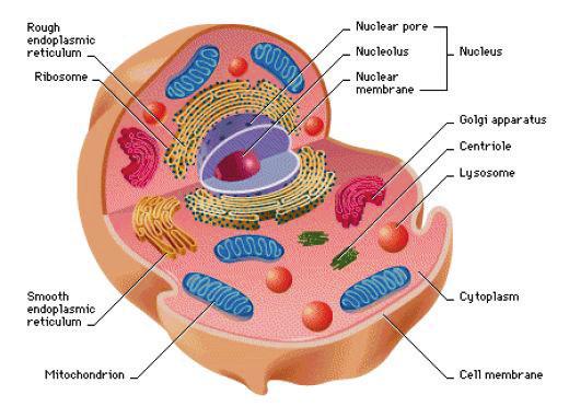 rakenteellinen muutos - lihassolujen mitokondriotilavuus