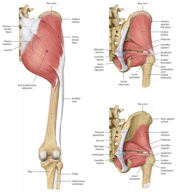 14 keski- ja sivusuunnassa (Gross, Fetto & Rosen 2009, 286). Lonkan lähentäjälihakset ovat pectineus, adductor longus, adductor magnus, adductor brevis ja gracilis.