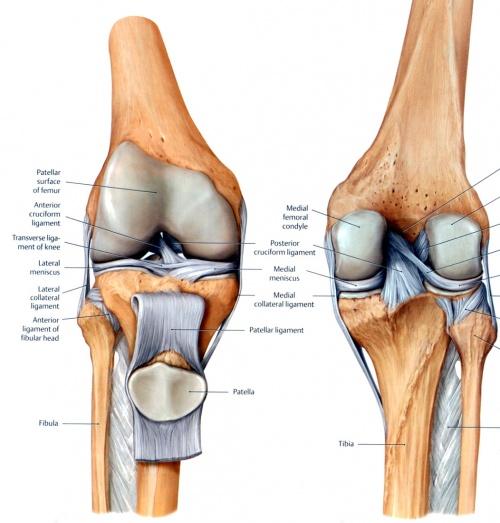 16 ristiside on vahvempi kuin eturistiside ja se kulkee reisiluun mediaalisesta kyhmystä sääriluun taakse keskelle. PCL-ligamentti rajoittaa polven koukistusliikettä.