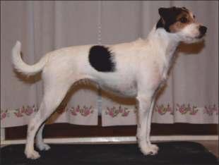 GABRIELLA GIRL AT JAPPATIN HOWLBECK UNO-PIPER HOWLBECK SNOWQUEEN SUZAN'S PRIDE APATA SMELLS LIKE DOSSY GAL KARVAHAALARIN WARMA NAKKI Synt. 2.9.2010 Kasvattaja: Anni Leivo FI MVA AMOS VOM BURGHOLZ C.I.B POHJ MVA FI MVA DK MVA SE MVA NO MVA LV MVA LT MVA RO MVA JV-08 KARVAHAALARIN MILLA MAKIA ASTOR FROM BLACKBERRYBUSH DE JCH DE CH VDH CH FALLING BRANCH CLEVER GIRL C.