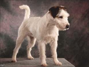 MUOTOVALIOT JA SERTIVOITTAJAT NARTUT VDH CH MONTEREY PROWLER SWEETJUMPER'S TOP OF THE PUPS Synt. 14.2.