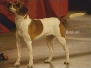 2009 Kasvattaja Anja Karlsson FI KVA TALLITONTUN KOSTO ISKEE FLIRT DA ROSEIRA BRAVA FOXWARREN CHRISTMAS CRACKER FI MVA SPOTTED BLIZZARDS MAYA RUSSELLBEE US MVA FIN MVA HEYTHROP TRAILBLAZER DUNA DA