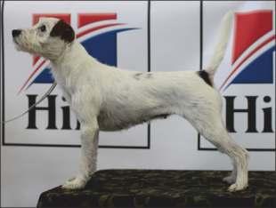 TRAILBLAZER FIN MVA TALLITONTUN CHERIE BRILLWOOD BOHEMIAN SNOW WINDS BISCOTTI REDNOCK KEEP THE PROMISE PARAMOUNTS CURLEY VOM ECKHOF HEYTHROP TWEED HEYTHROP TROUBLE TALLITONTUN FARM PRINCE BRIDEVALE