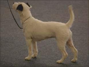 VALLEY VENUS EDEN BOSS VON DER GRENZSAEGMULE BARSETTA ROSE OF CORNWALL FOXBURY'S DOUBLE-O- SEVEN ULVOMÄEN ÄKÄPUSSI Synt. 28.6.