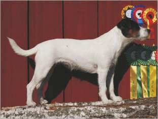 FOXWARREN APPLE NERVOUS BREAKDOWN RAMBLING ROSE US CH WW SOUTH OVERTON FLYING TIGER DE CH DE JMVA CONNY ZUM LEMPTAL CH MONTEREY MOUNTAIN MYSTIQUE CH EMERALD FOX IN THE RAGAMUFFIN V.