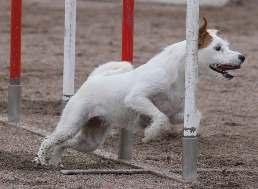 GLENHOLM FRASERS BOY BELMORR DASH OF LENACOURT GLENHOLM ARCHIE OF THE GRANGE GLENHOLM CRALZIE FOR BRIDGEGARD BLENCATHRA BADGER RIDLEY FAVOUR OF BELMORR FI AVA FI AVA-H EE AVA GWRAGGED ANNWN