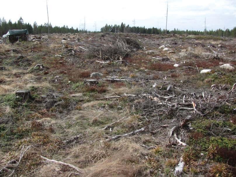 9 Kuvio 14. Laaja-alainen hakkuuaukea Vanhatien länsipuolella, jossa yksittäisiä keloja ja mäntyjä sekä hieskoivuja pystyssä. Metsäpohjana on kuivahko kangas (VT). Ei luontoarvoja. Kuva 15.