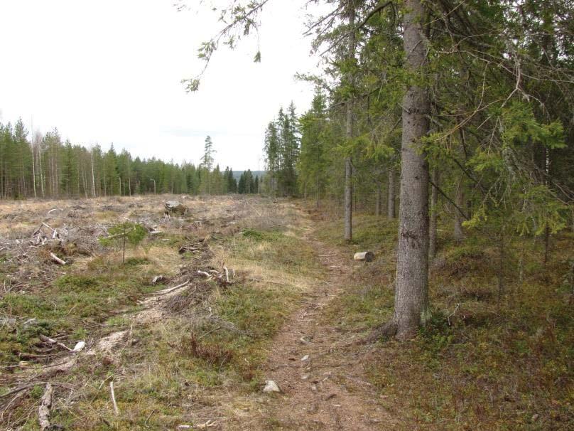 15 Kuvio 27. Tuore avohakkuu. Metsäpohja tuore kangas-kuivahko kangas (MT-VT), valtalajit puolukka, mustikka, metsälauha.