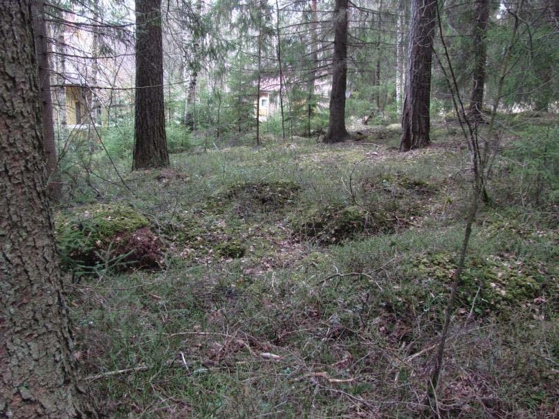 Lehtomaisen ja tuoreen kankaan (OMT-MT) tiheä kuusikkokuvio, seassa yksittäisiä mäntyjä ja muutama hieskoivu.