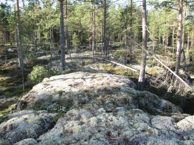 metsälain 10 :n tarkoittamista tärkeistä elinympäristöistä.