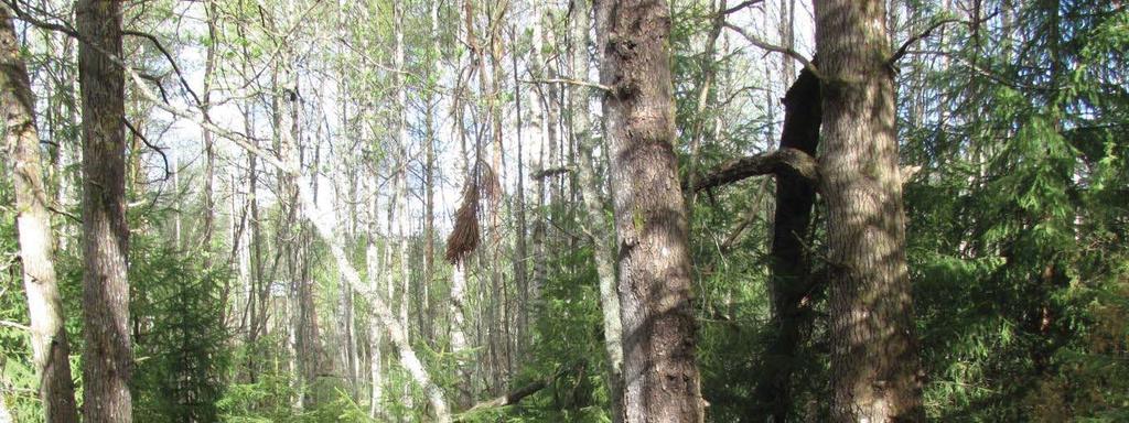 20 Kuva 36. Liito-oravan lisääntymis- ja levähdyspaikka Kylkisalossa (pesäkoloja vanhoissa haavoissa). 4.